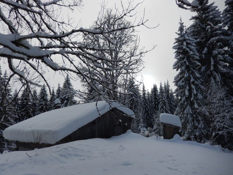© Snowshoe hike through woods and clearings - ecolorado
