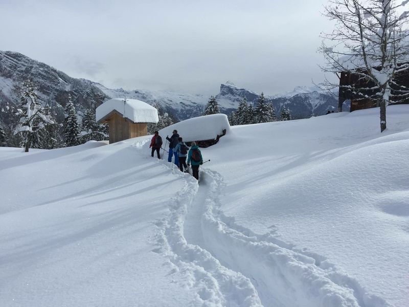 © Snowshoe hike through woods and clearings - ecolorado