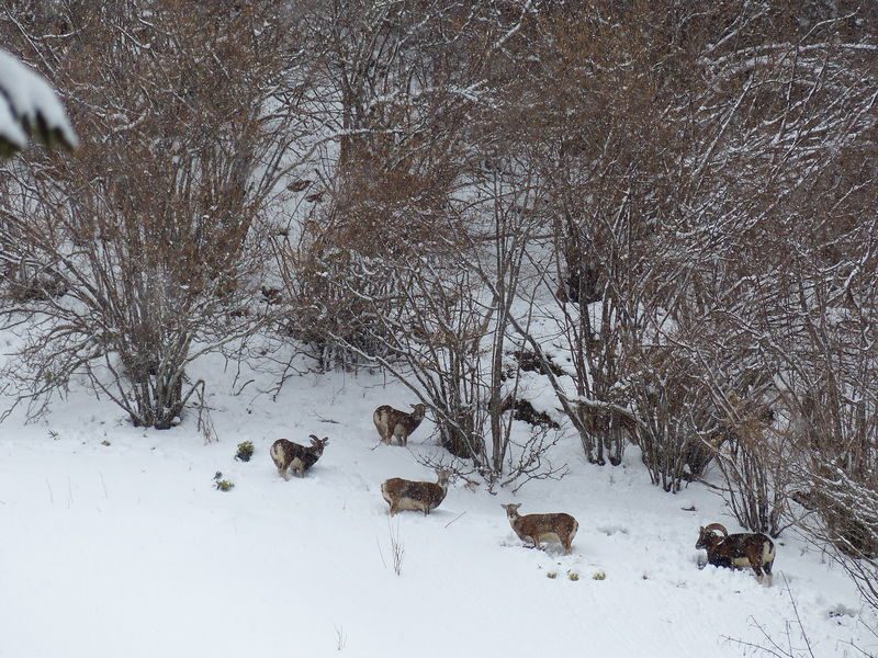 © Discovery outing - snowshoes hiking : The Uble mountain's mouflons - ecolorado