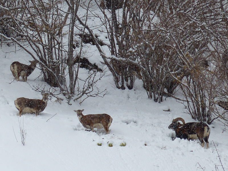 © Discovery outing - snowshoes hiking : The Uble mountain's mouflons - ecolorado