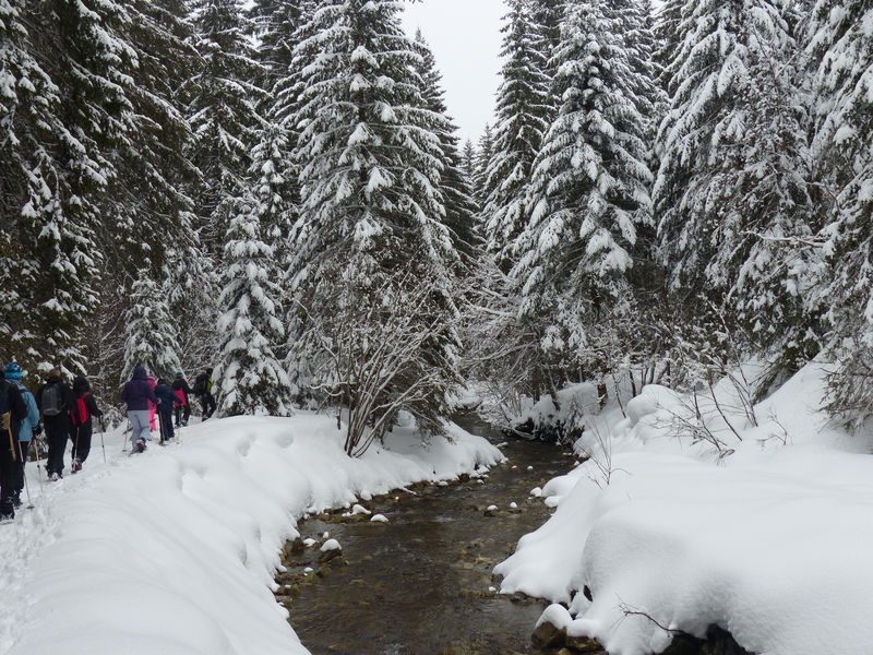 © Discovery outing - snowshoes hiking : The Uble mountain's mouflons - ecolorado