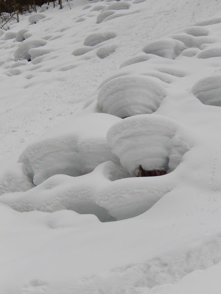 © Discovery outing - snowshoes hiking : The Uble mountain's mouflons - ecolorado