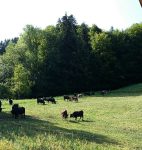 © The Farm "Ferme des Croës Canailles - La Ferme des Croës Canailles