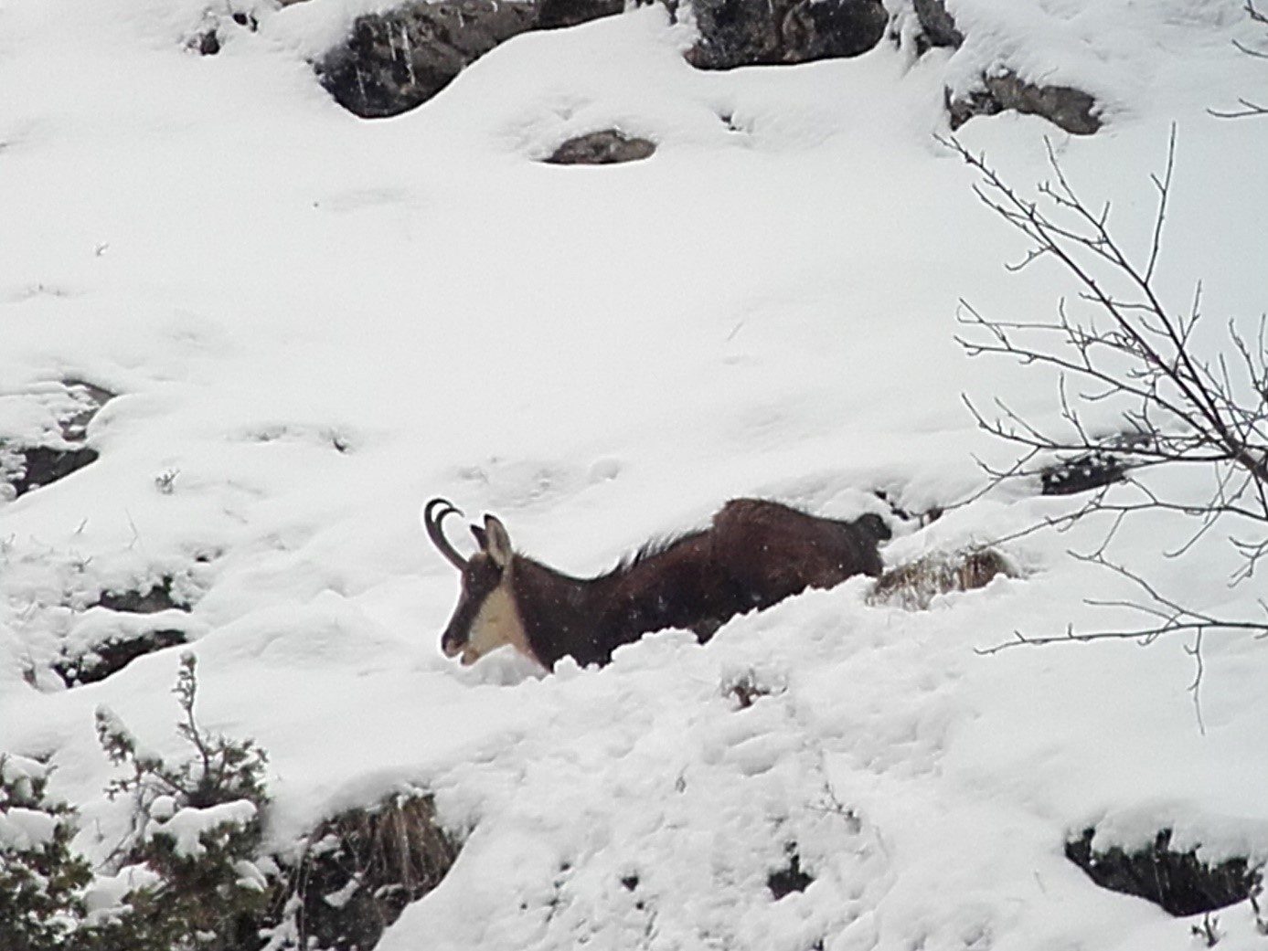 © snowshoeing hike : Wildife Watching - Mathias Mercier