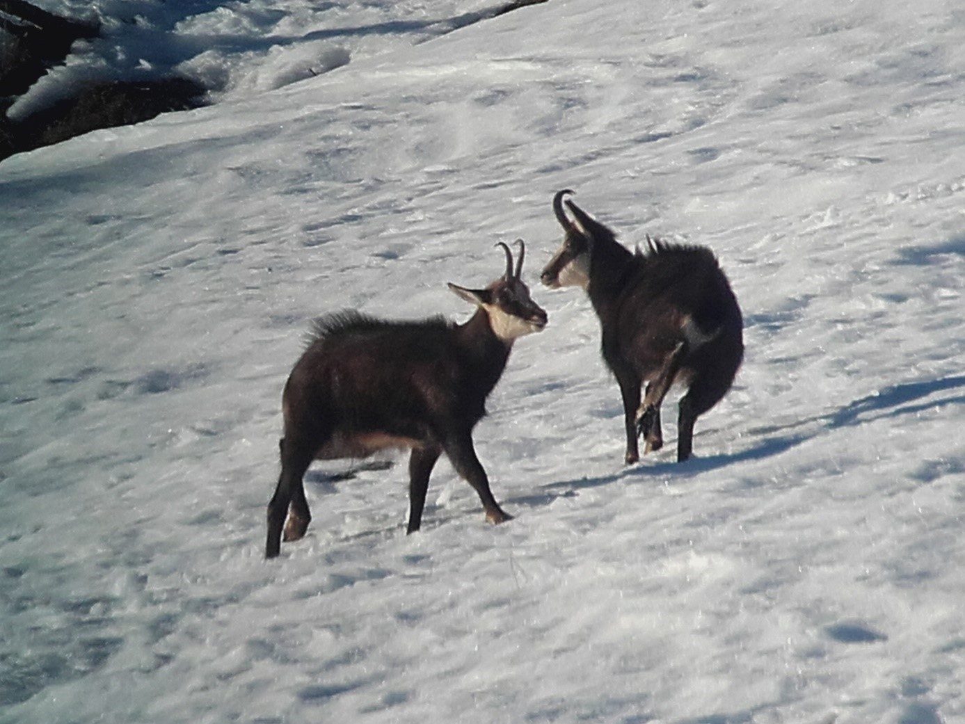 © snowshoeing hike : Wildife Watching - Mathias Mercier