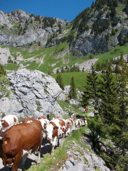 Charmette Alpine pastures