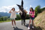 Ride on the Bellevaux path with a donkey foal