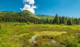 The Sommand peat bog