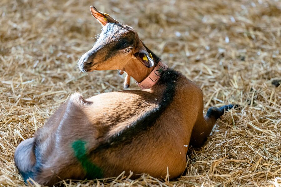 © Animals - Les Carroz tourist office