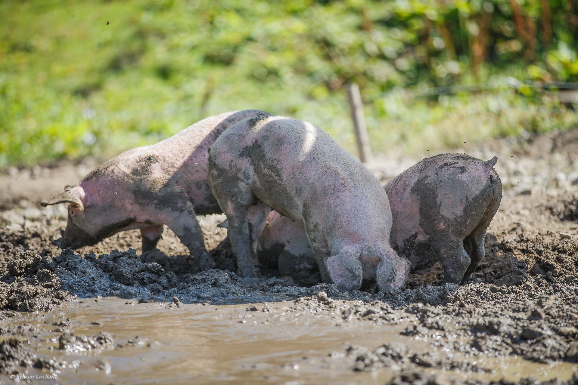 © Visiting the Airon farm - @Sylvain Cochard