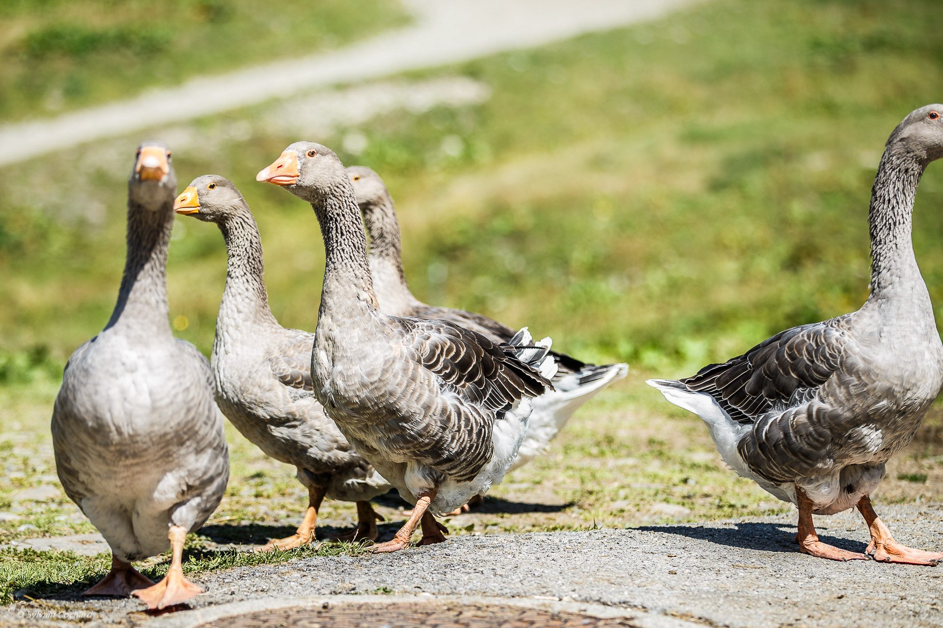 © Visiting the Airon farm - @Sylvain Cochard