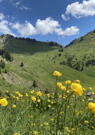 Randonnées d'été en famille - Praz de Lys Sommand