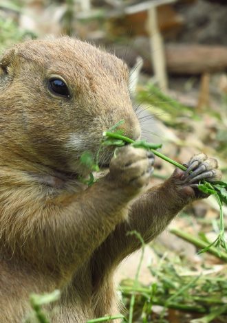 Marmotte - Praz de Lys Sommand