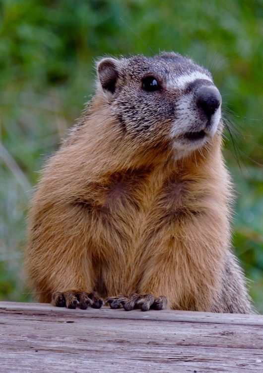 Your holiday at the same leisurely pace as the marmots Praz de